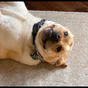 Meet your Posher, Helen